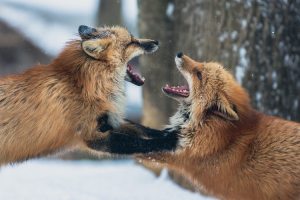 raposas brigando